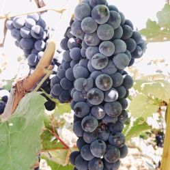 電話,地址,價(jià)格,營業(yè)時(shí)間 桓仁滿族自治縣周邊游