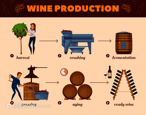 酒廠生產(chǎn)卡通流程圖葡萄收獲酒瓶架信息圖元素成海報(bào)矢量插圖葡萄酒生產(chǎn)工藝卡通流程圖