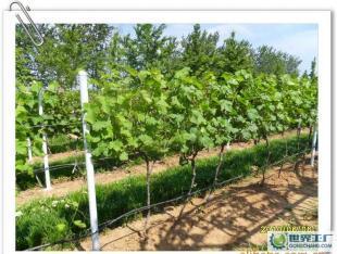 優(yōu)質(zhì)葡萄酒OEM加工-煙臺(tái)大型葡萄種植、釀造基地-浩源_食品、飲料_世界工廠網(wǎng)中國(guó)產(chǎn)品信息庫(kù)