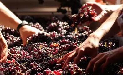 從葡萄酒加工視角，解析高端紅酒與低端紅酒的根本區別